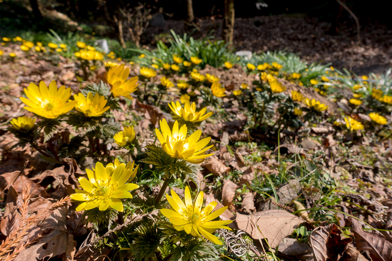 f:id:xjmarin:20210213171434j:plain