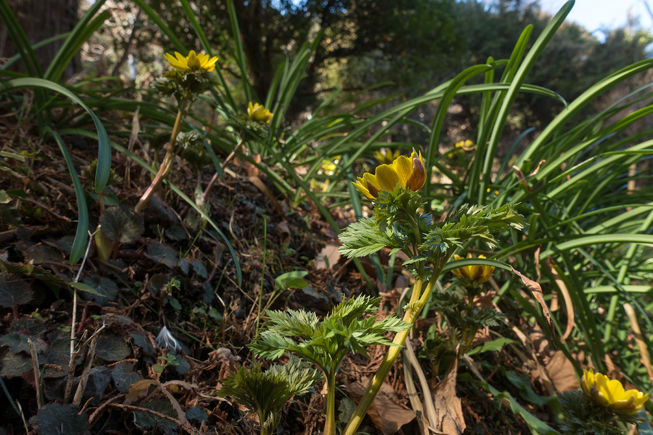 f:id:xjmarin:20210213171437j:plain