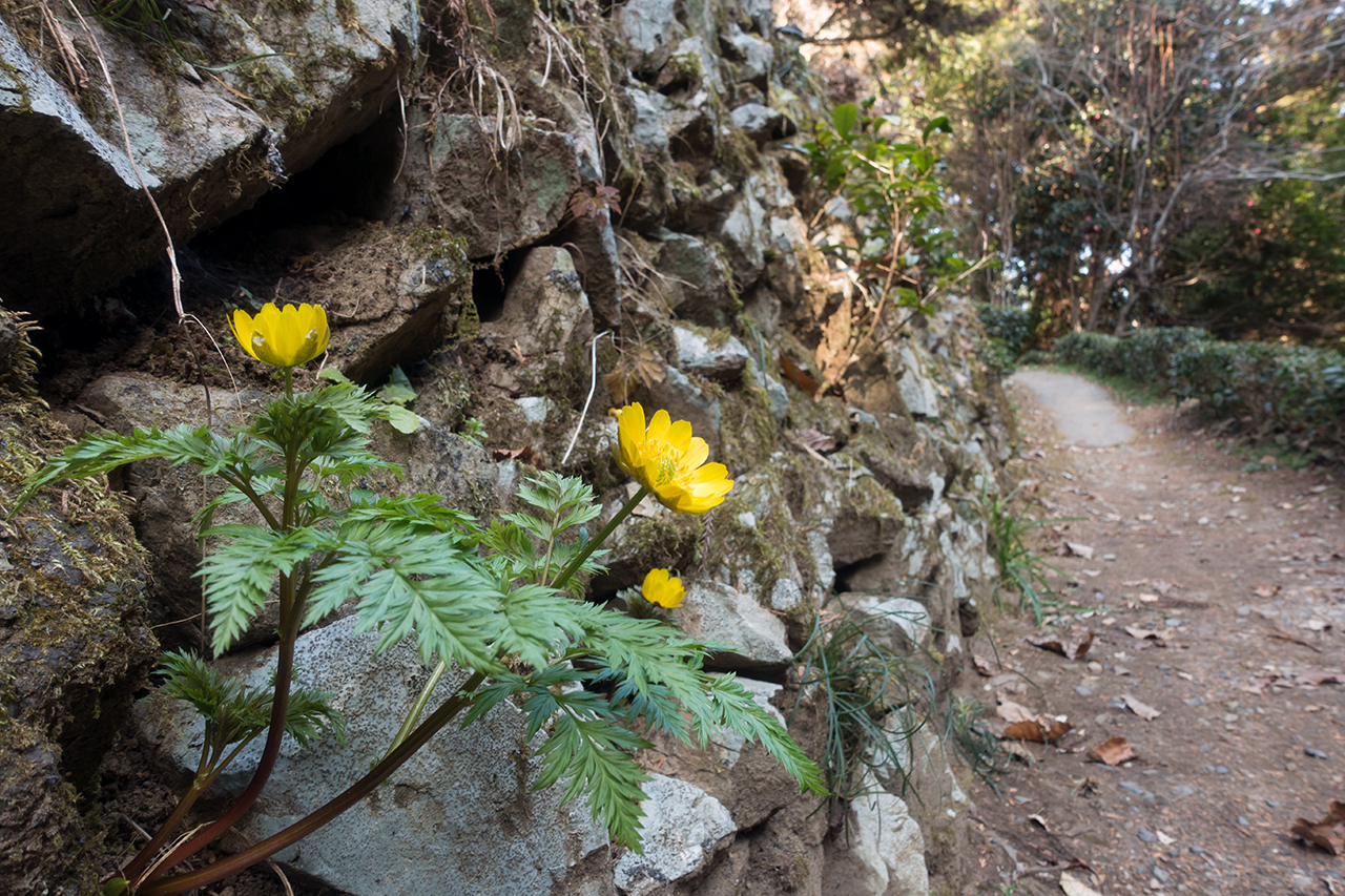 f:id:xjmarin:20210213171527j:plain