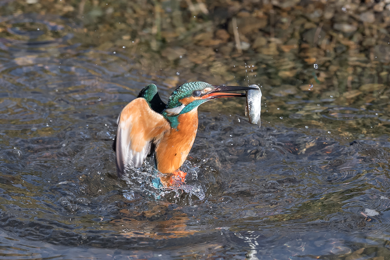 f:id:xjmarin:20210220185717j:plain