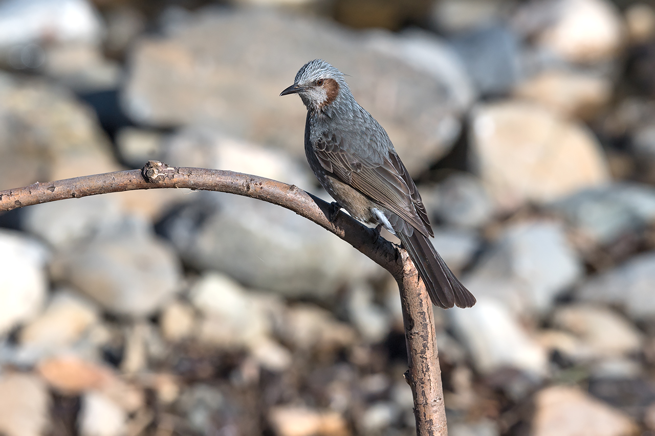 f:id:xjmarin:20210220190008j:plain