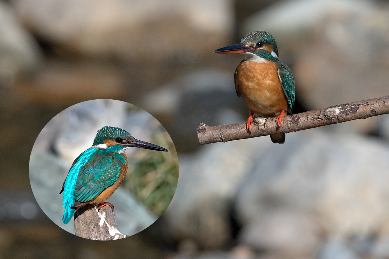 f:id:xjmarin:20210220190050j:plain