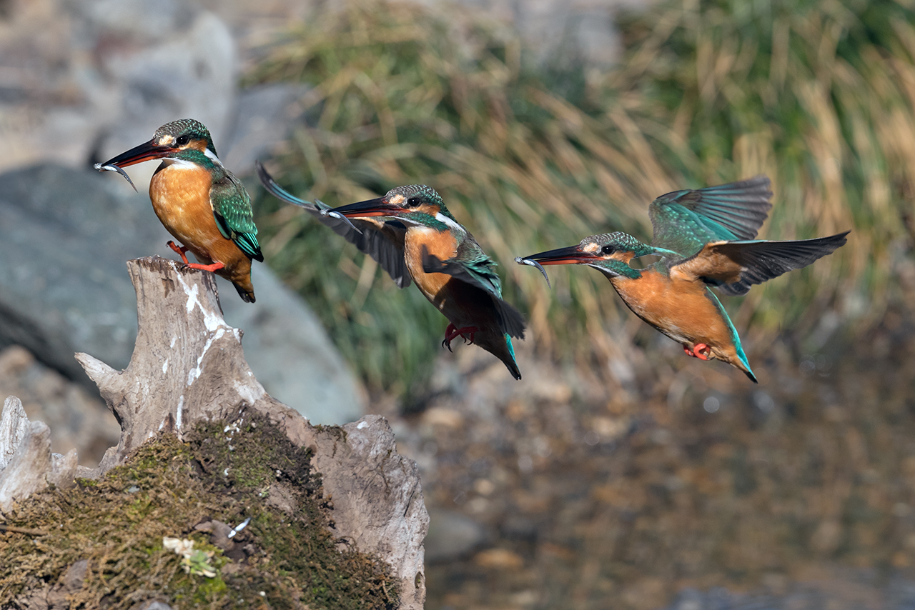 f:id:xjmarin:20210220190055j:plain