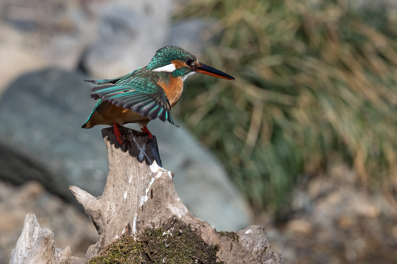 f:id:xjmarin:20210220190058j:plain