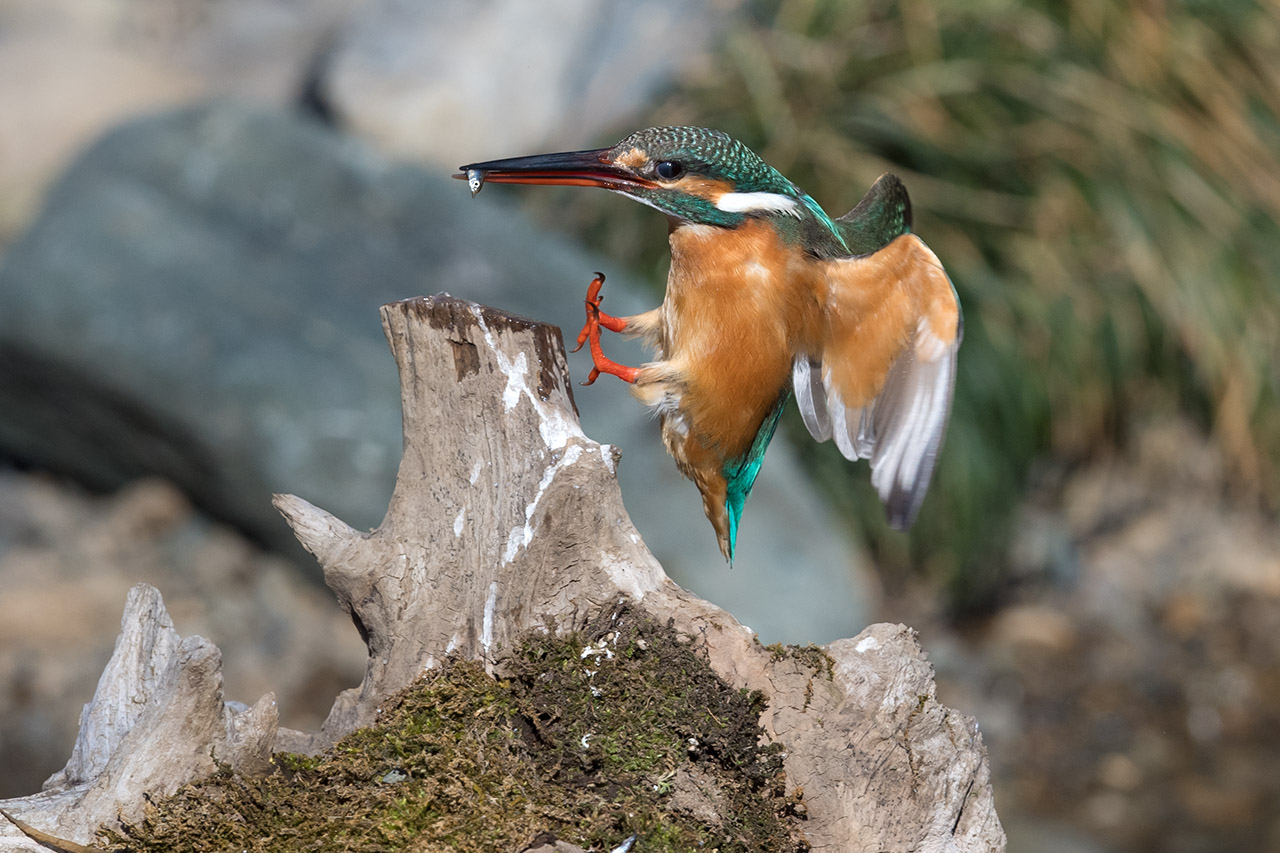 f:id:xjmarin:20210220190138j:plain