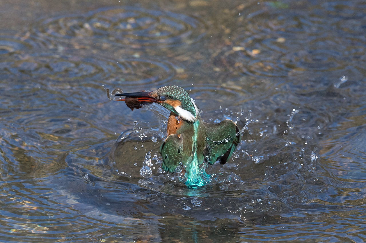 f:id:xjmarin:20210220190139j:plain