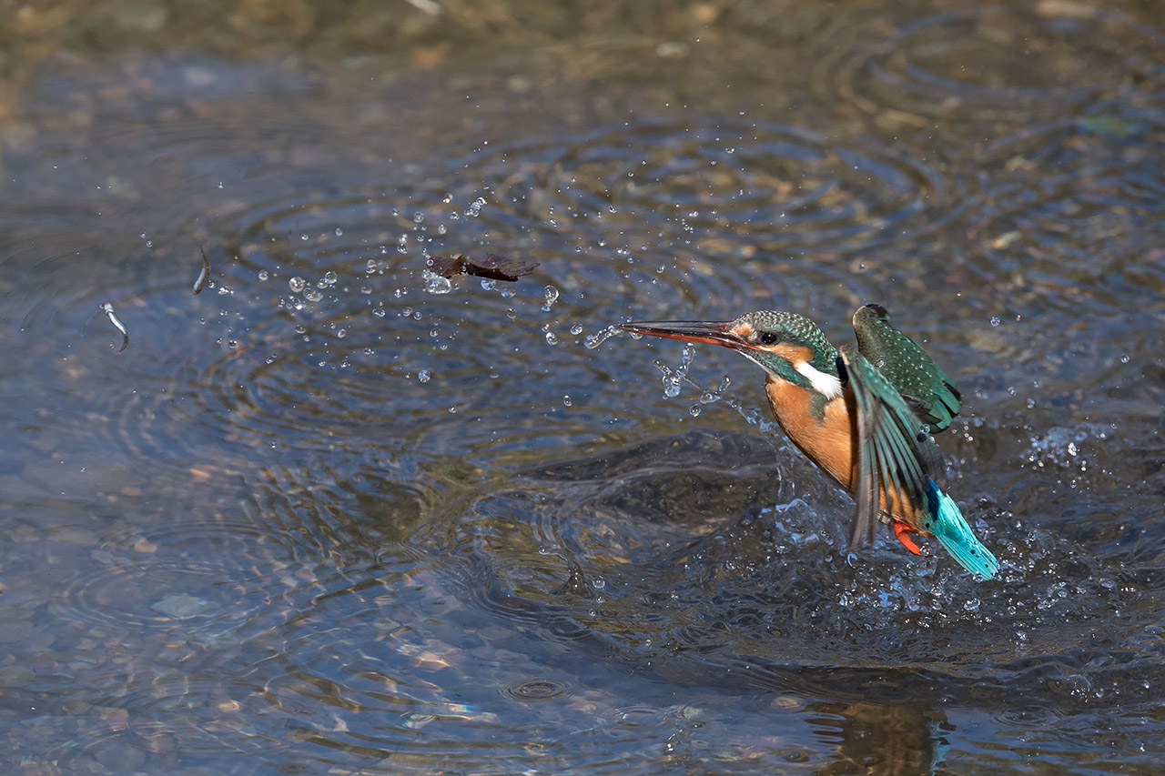 f:id:xjmarin:20210220190140j:plain