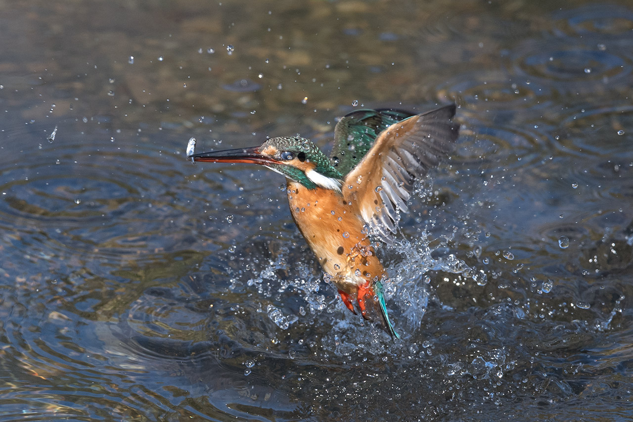 f:id:xjmarin:20210220190144j:plain