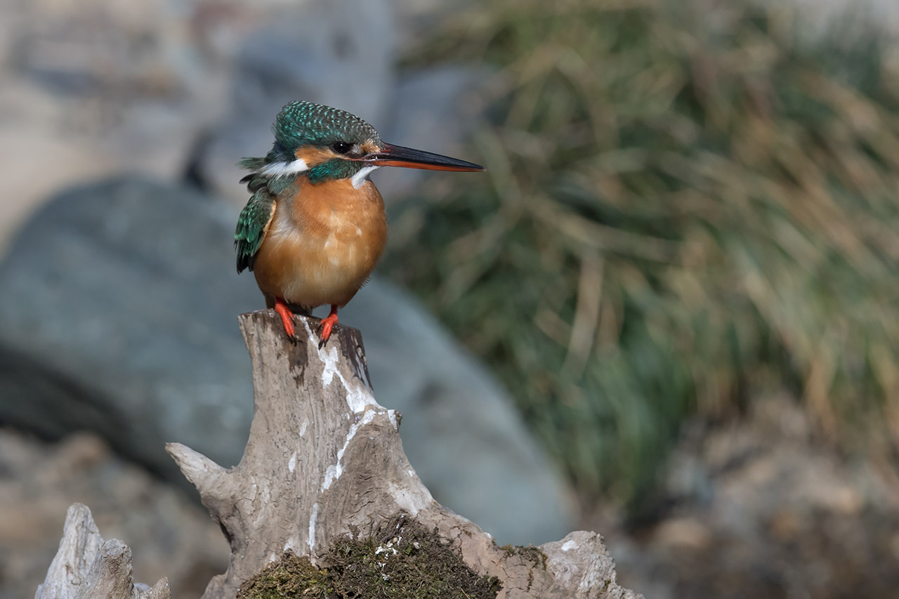 f:id:xjmarin:20210220190211j:plain