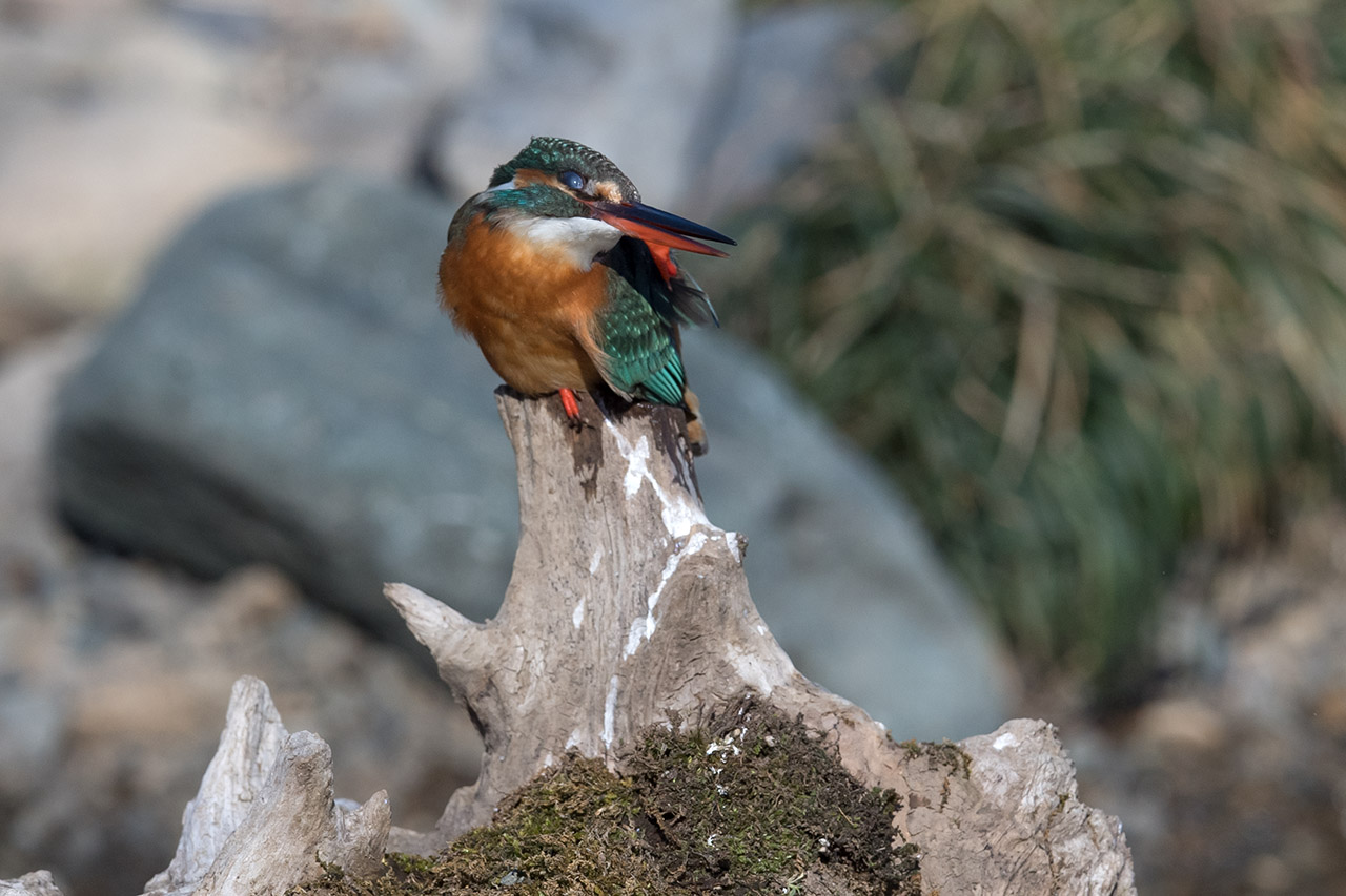 f:id:xjmarin:20210220190216j:plain