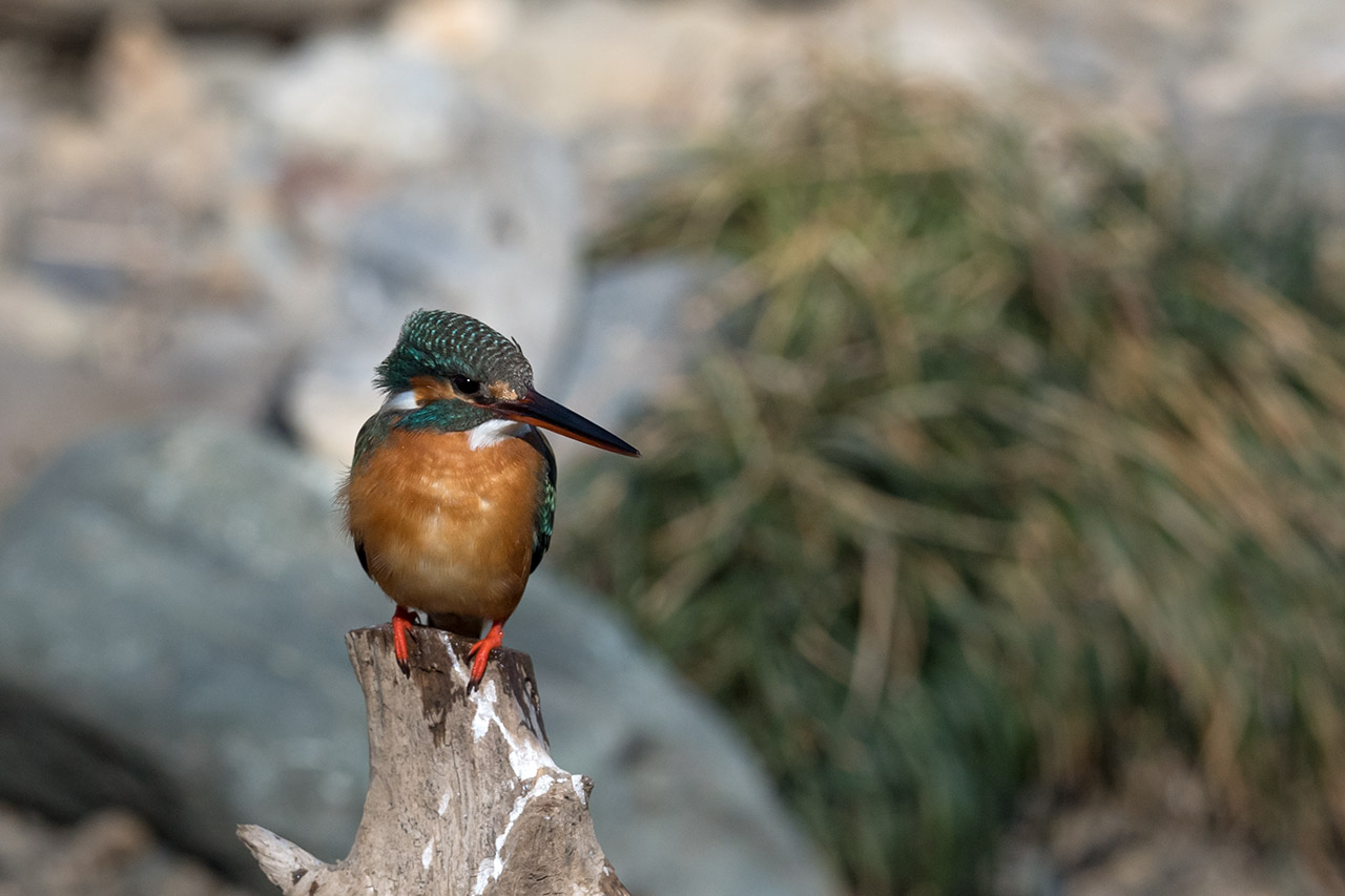 f:id:xjmarin:20210220190224j:plain