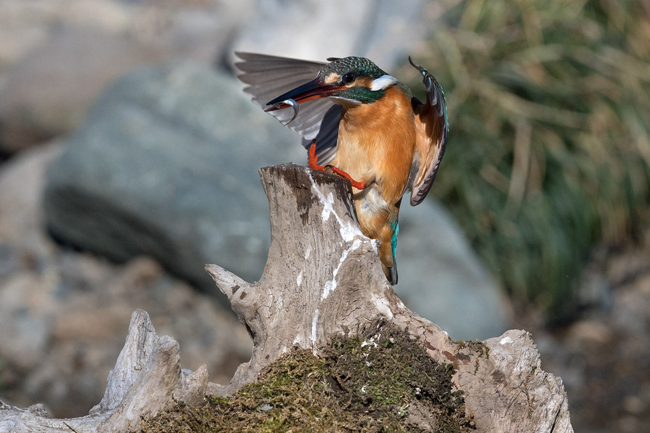 f:id:xjmarin:20210220190229j:plain