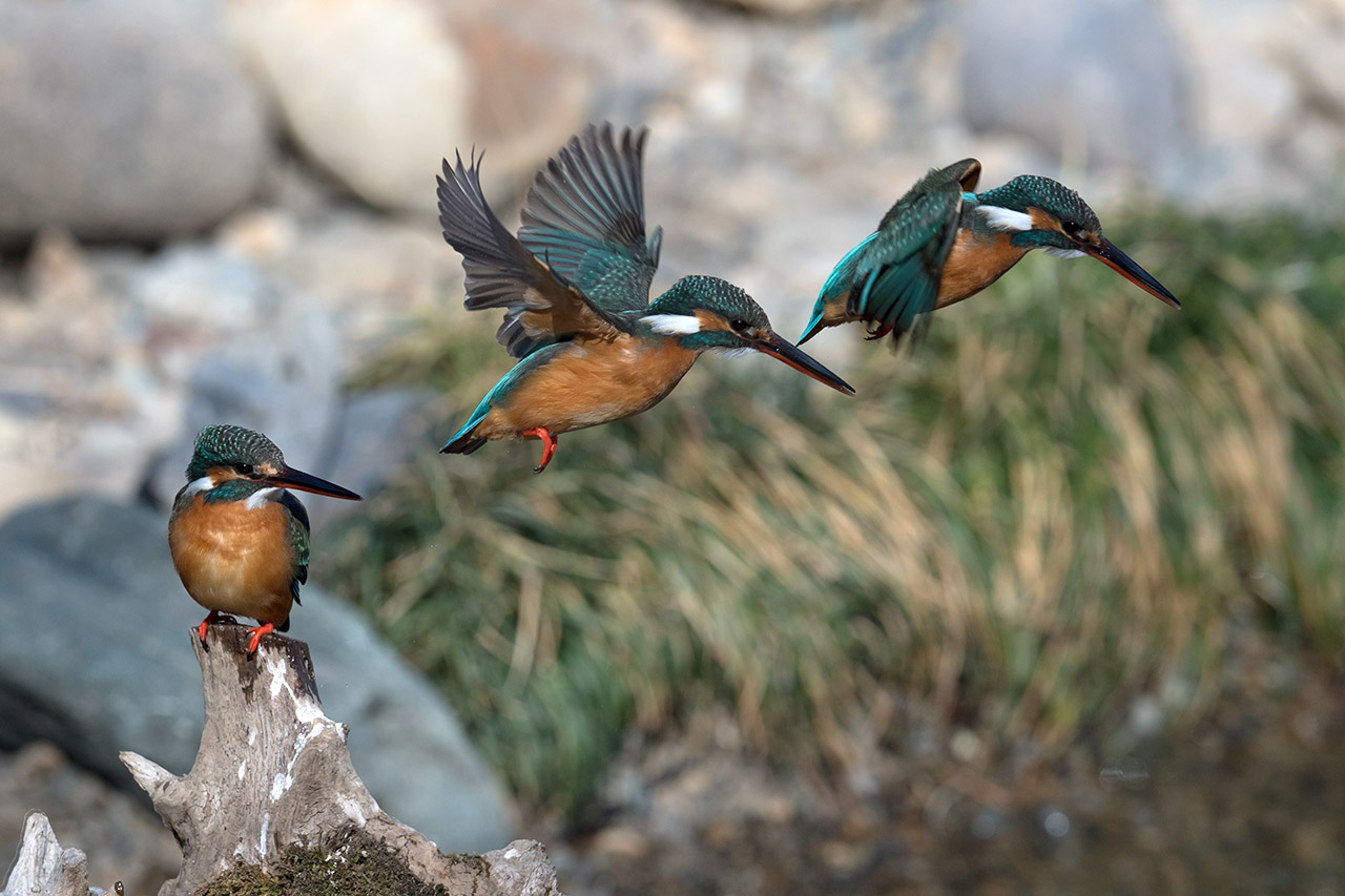 f:id:xjmarin:20210220190233j:plain