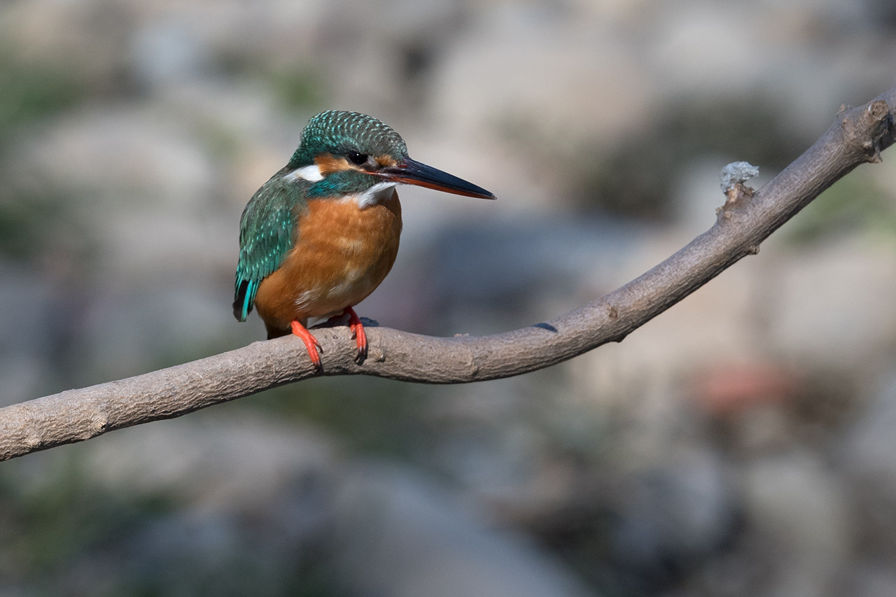 f:id:xjmarin:20210220190247j:plain