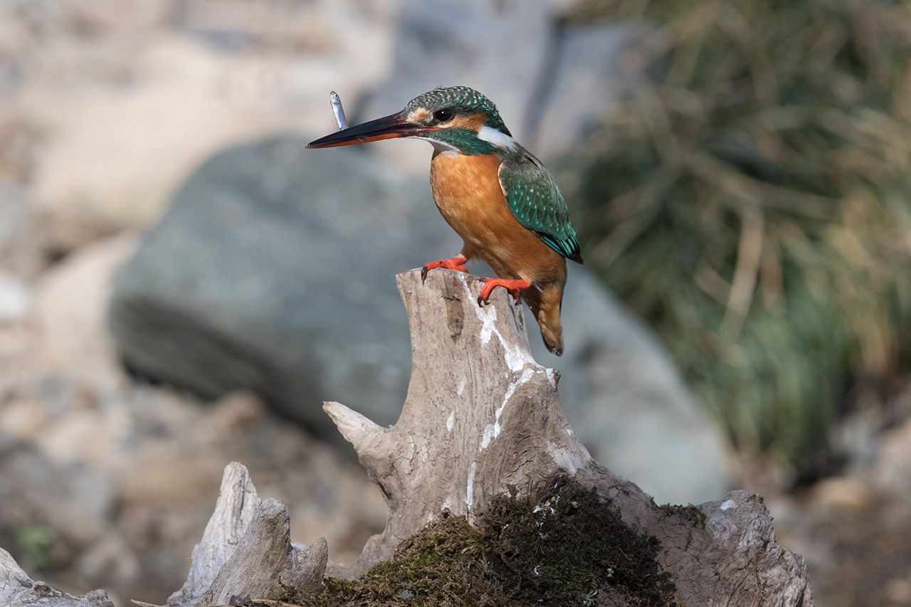 f:id:xjmarin:20210220190251j:plain