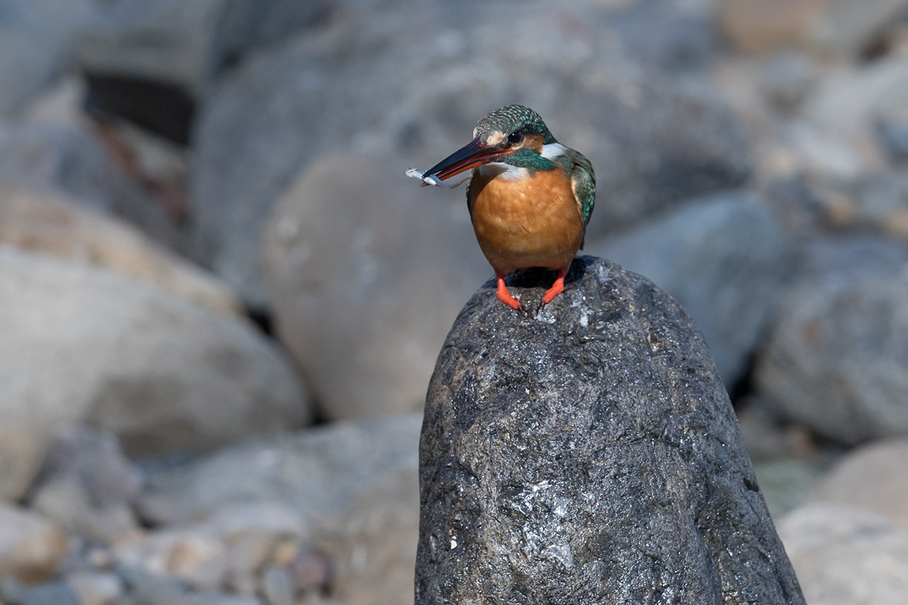 f:id:xjmarin:20210220190301j:plain