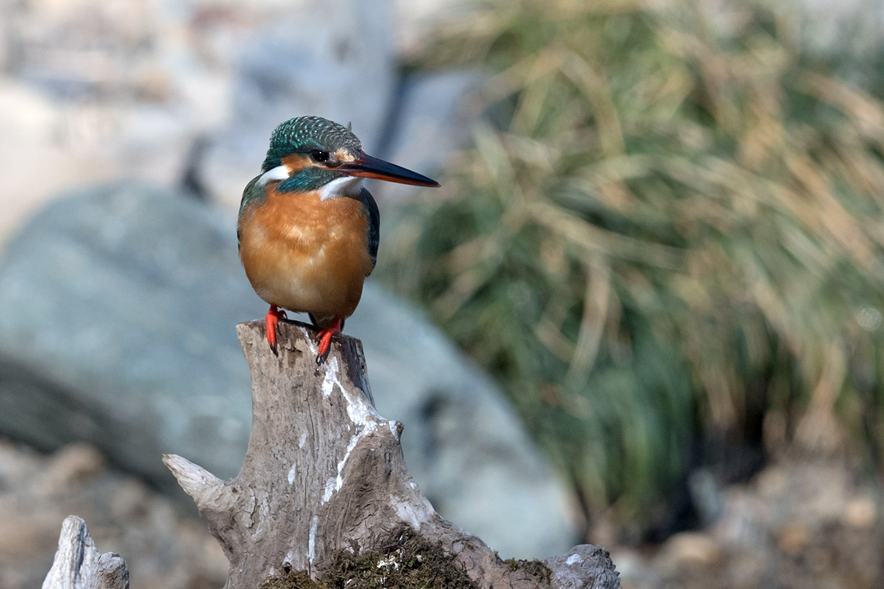 f:id:xjmarin:20210220190324j:plain