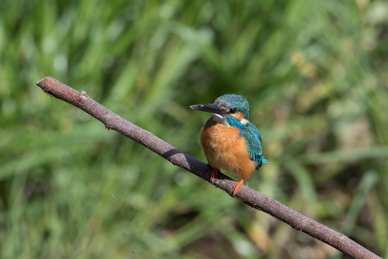 f:id:xjmarin:20210424192401j:plain