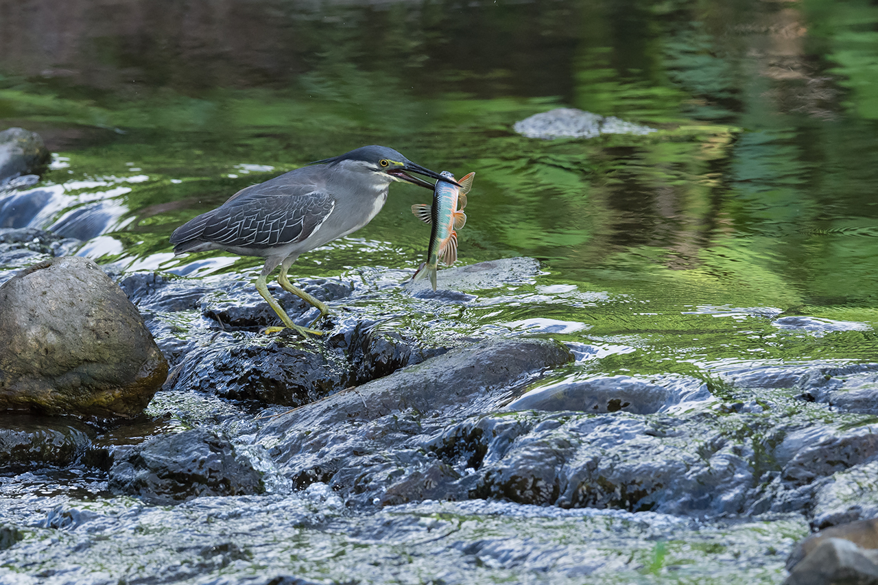 f:id:xjmarin:20210807144725j:plain