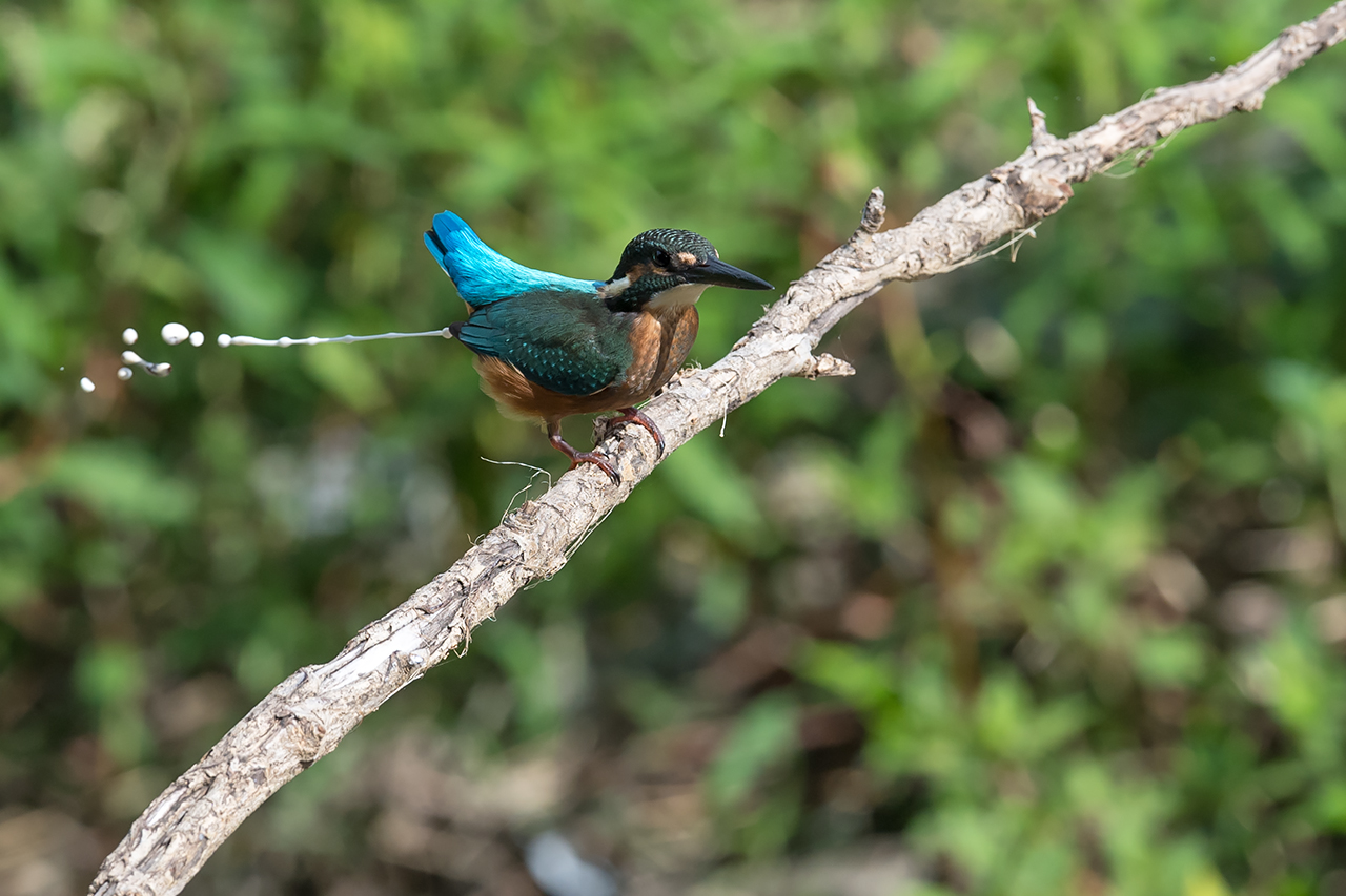 f:id:xjmarin:20210807145336j:plain