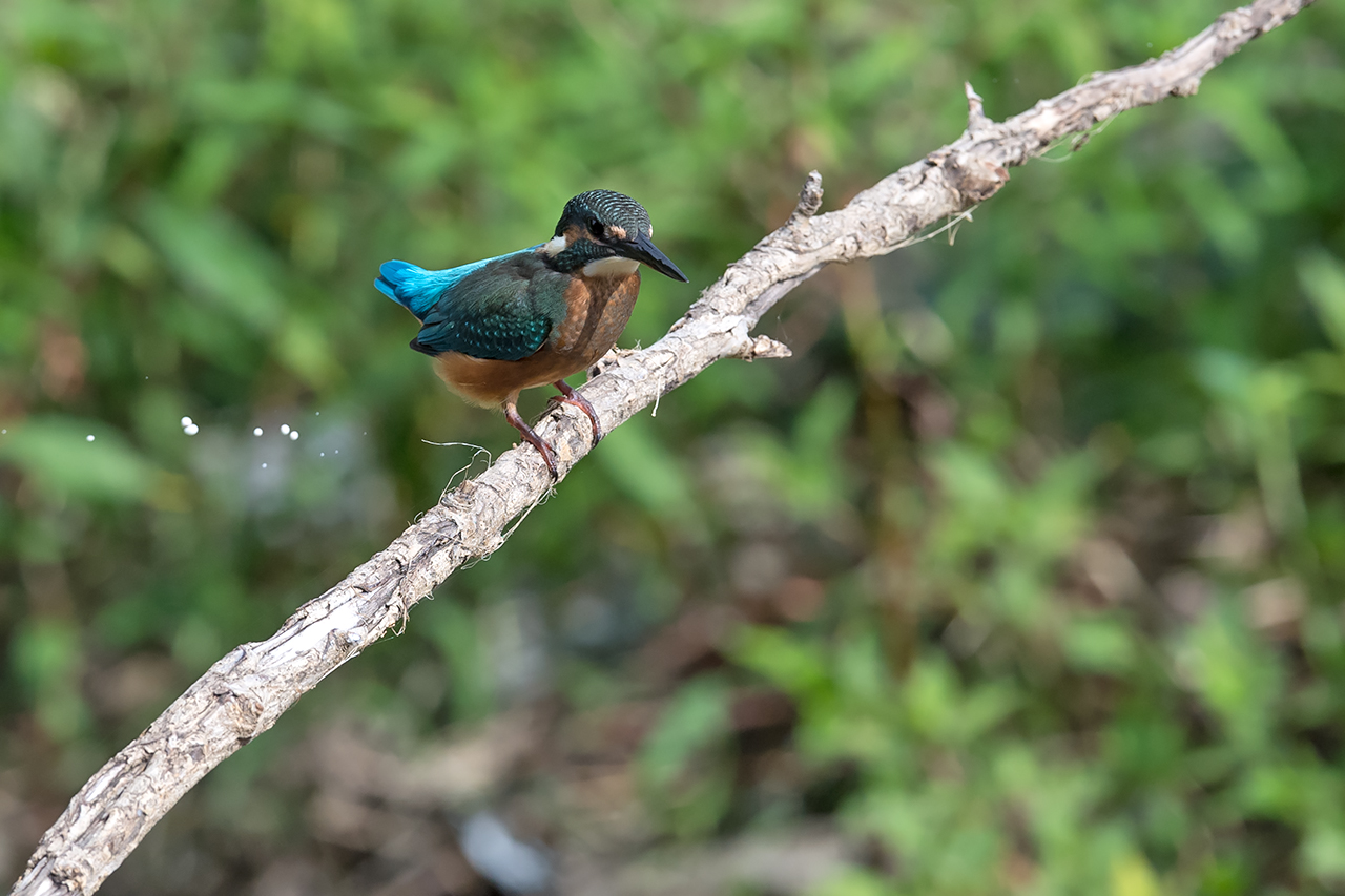 f:id:xjmarin:20210807145430j:plain