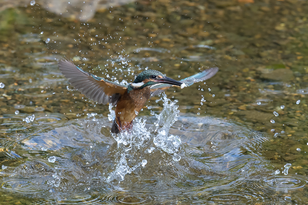 f:id:xjmarin:20210807145532j:plain