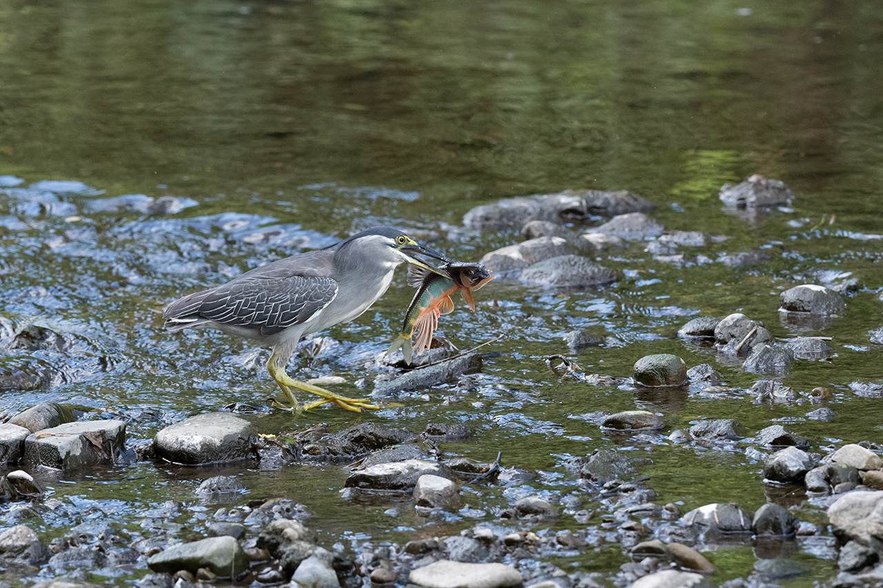 f:id:xjmarin:20210807150120j:plain