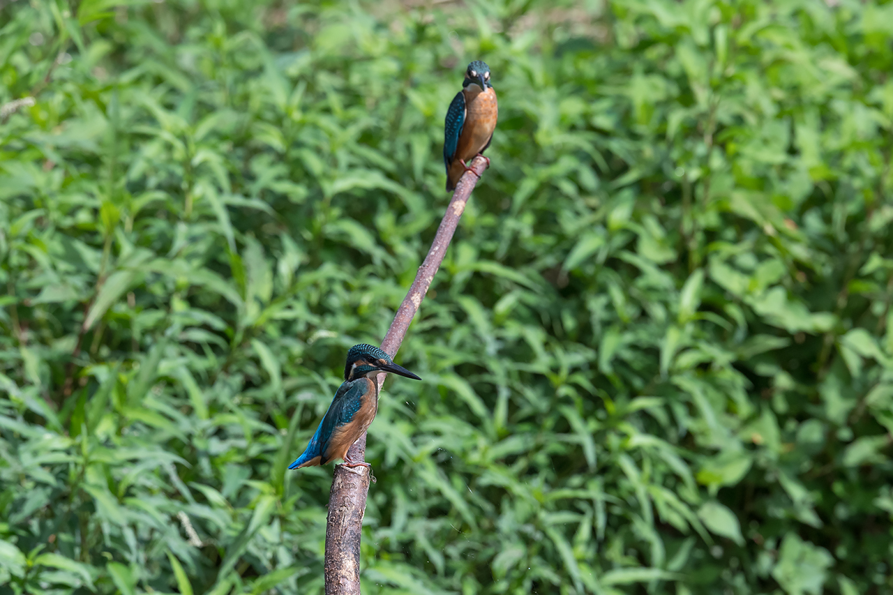 f:id:xjmarin:20210807150536j:plain