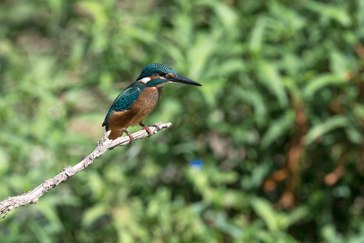 f:id:xjmarin:20210807150706j:plain