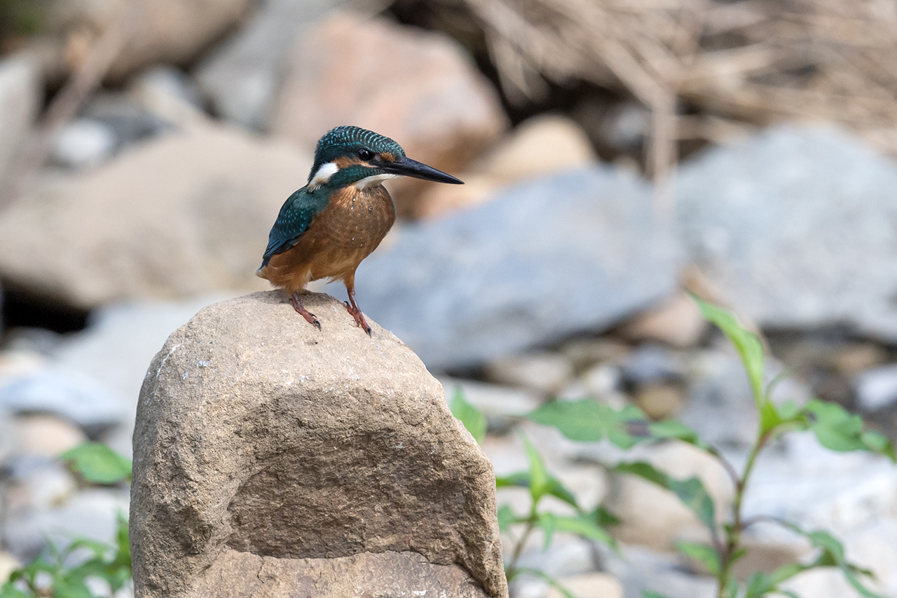 f:id:xjmarin:20210807151616j:plain