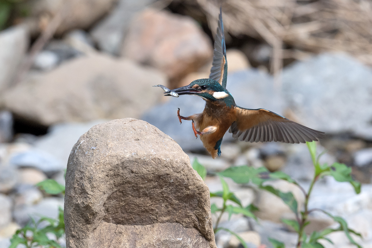 f:id:xjmarin:20210807151629j:plain