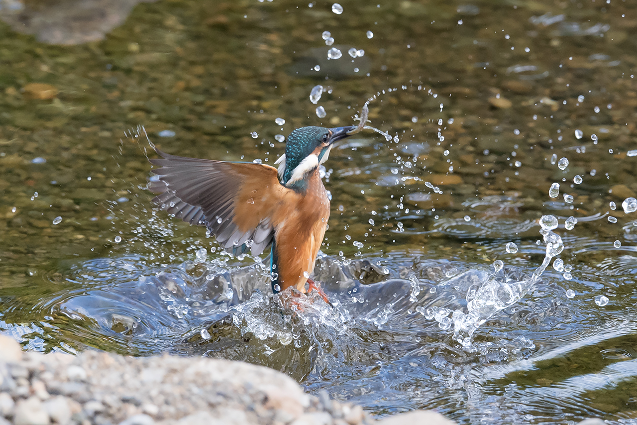 f:id:xjmarin:20210807151841j:plain