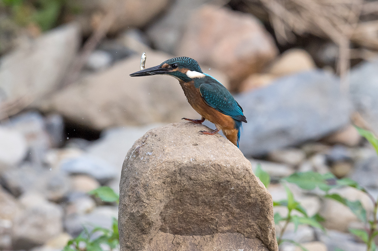 f:id:xjmarin:20210807151857j:plain