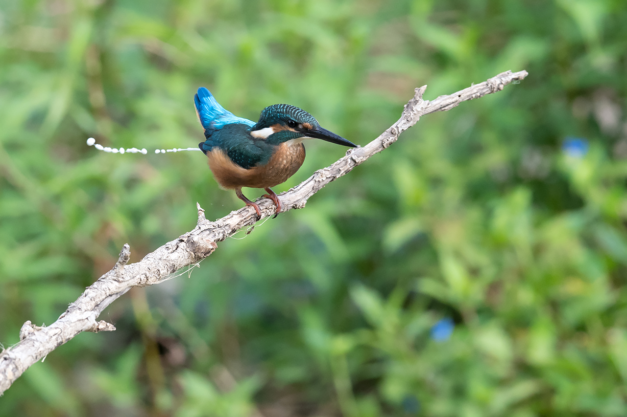 f:id:xjmarin:20210807152043j:plain