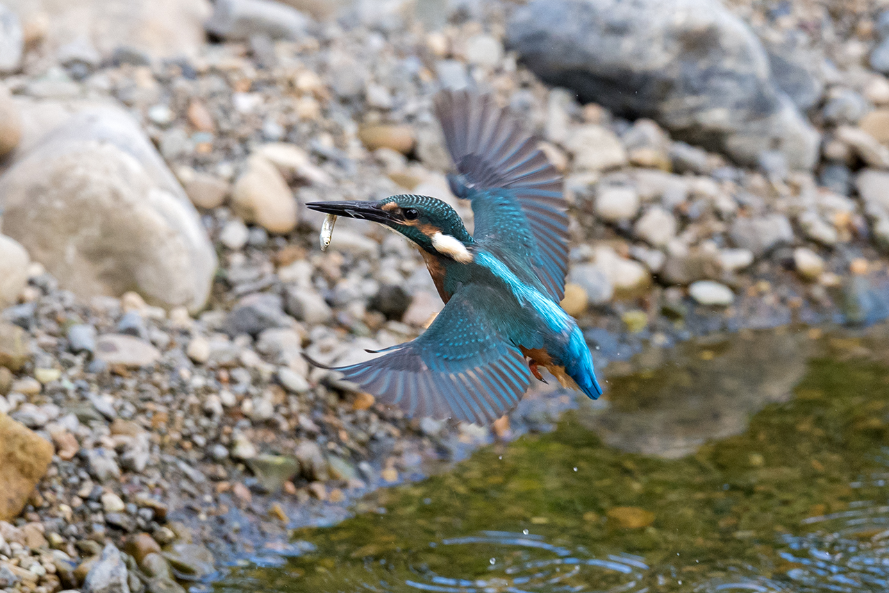 f:id:xjmarin:20210807154310j:plain