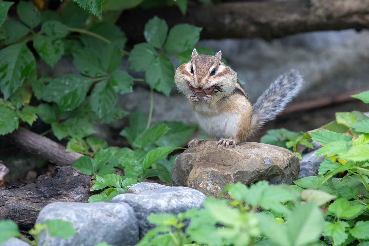 f:id:xjmarin:20210809171946j:plain