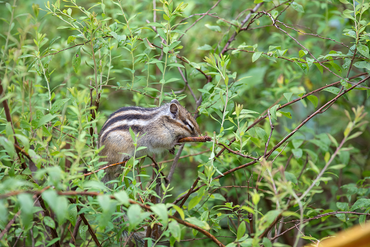 f:id:xjmarin:20210809172120j:plain