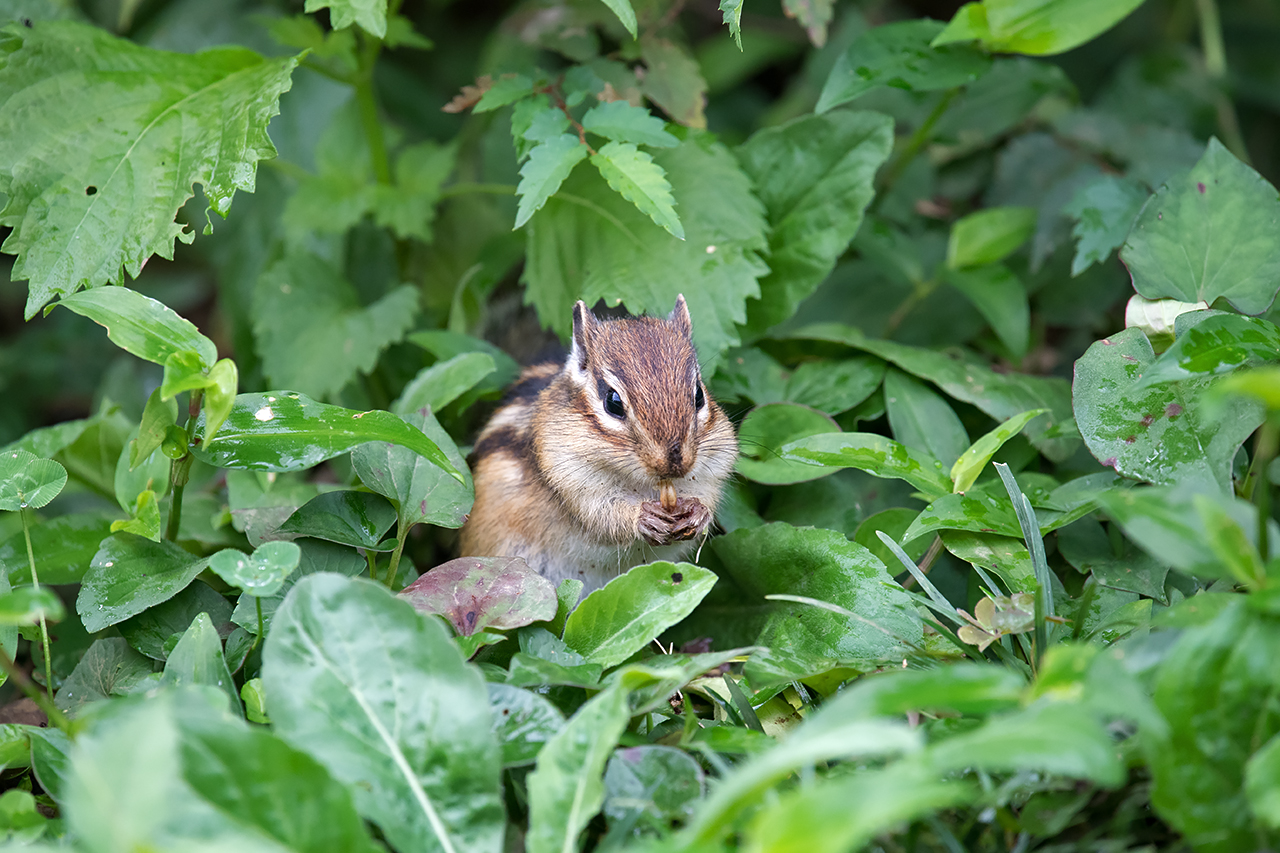 f:id:xjmarin:20210809172154j:plain