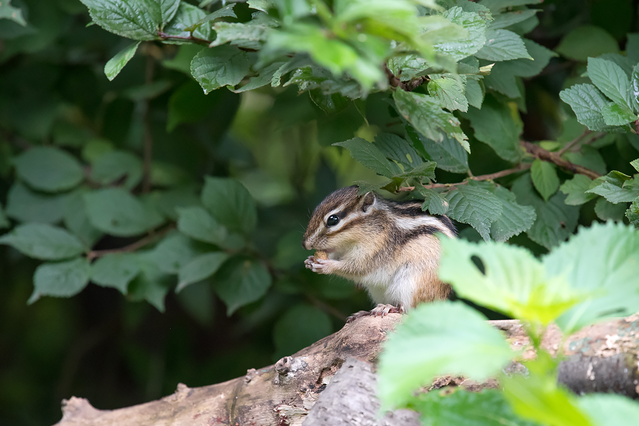 f:id:xjmarin:20210809172313j:plain