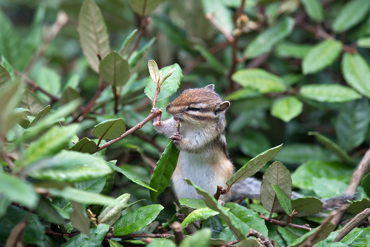 f:id:xjmarin:20210809172723j:plain