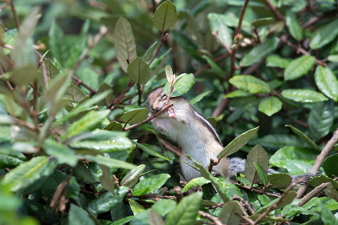 f:id:xjmarin:20210809172736j:plain