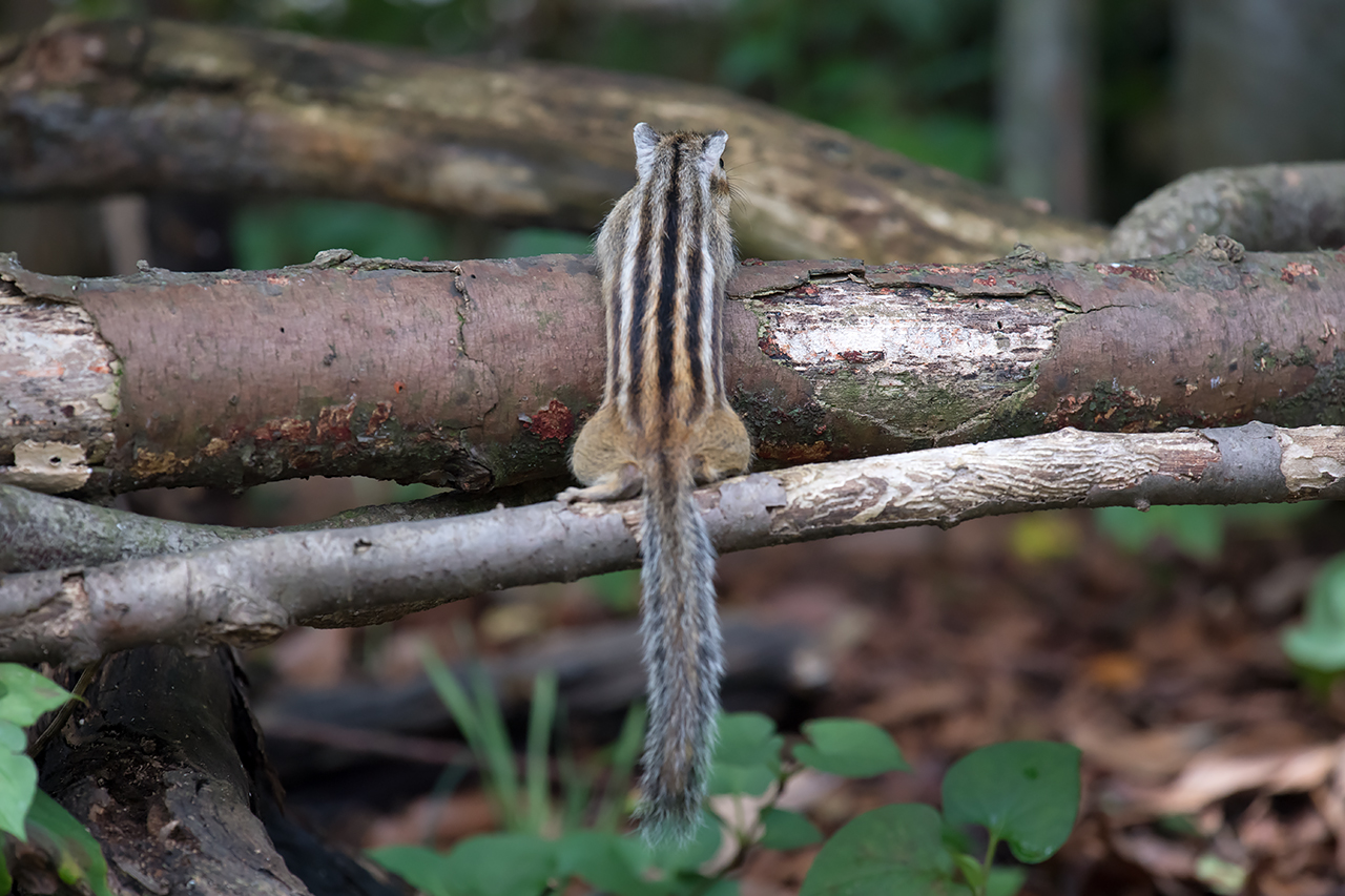 f:id:xjmarin:20210809172846j:plain