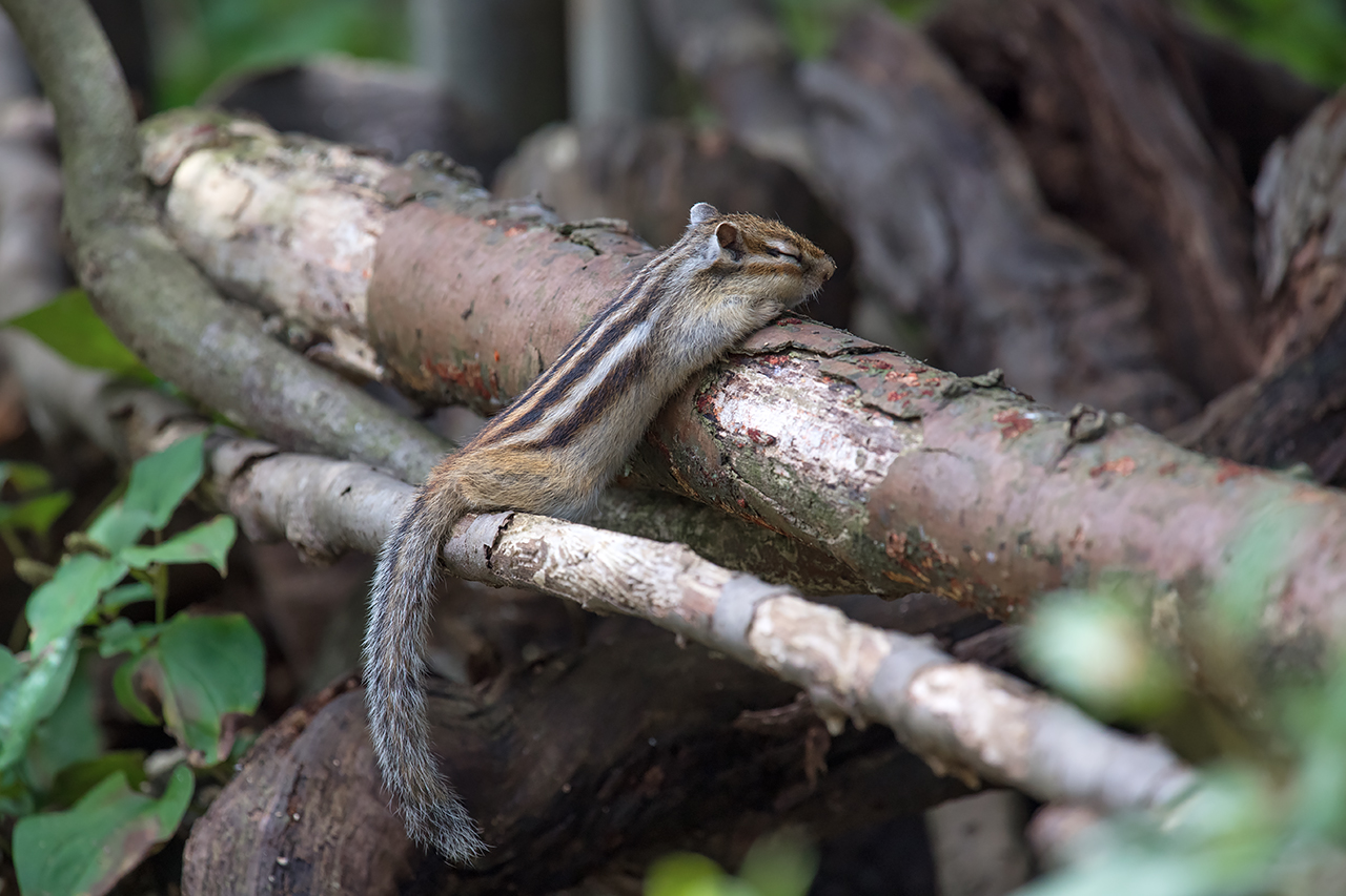 f:id:xjmarin:20210809172945j:plain