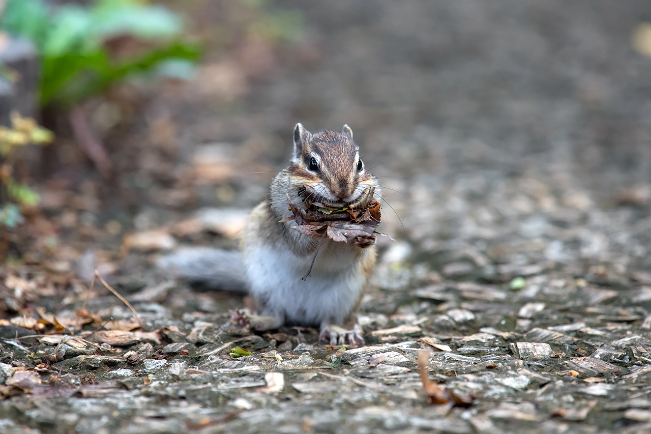 f:id:xjmarin:20210809175548j:plain