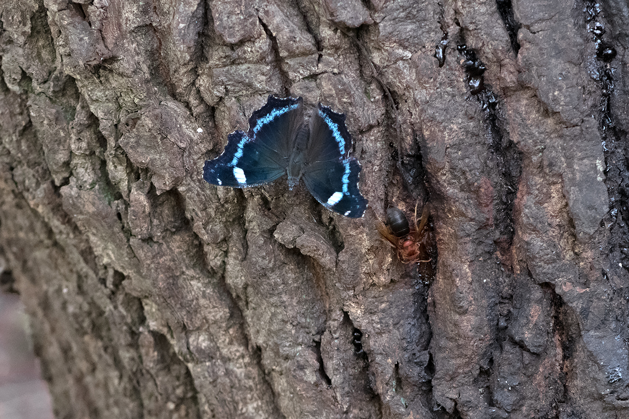 f:id:xjmarin:20210822174017j:plain