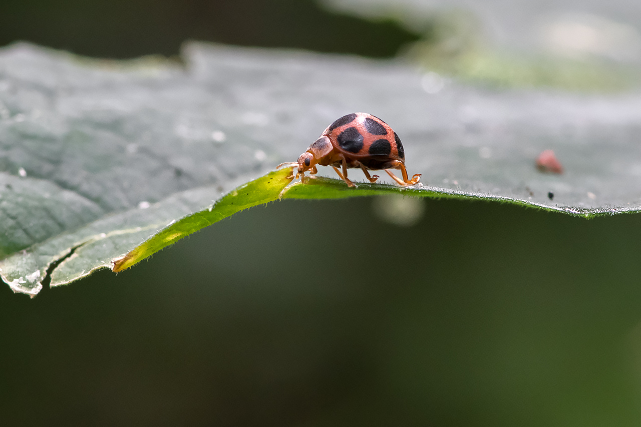 f:id:xjmarin:20210822174512j:plain