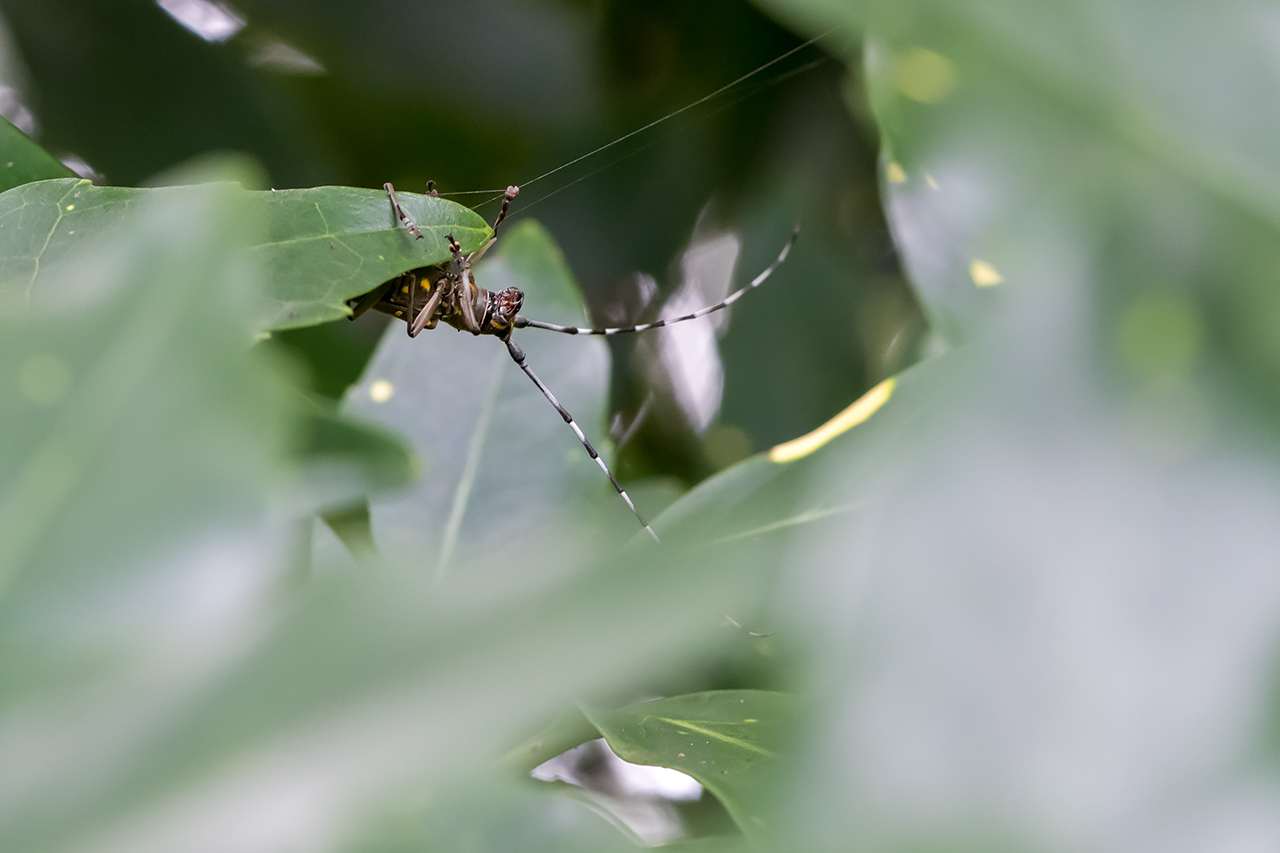 f:id:xjmarin:20210822175107j:plain