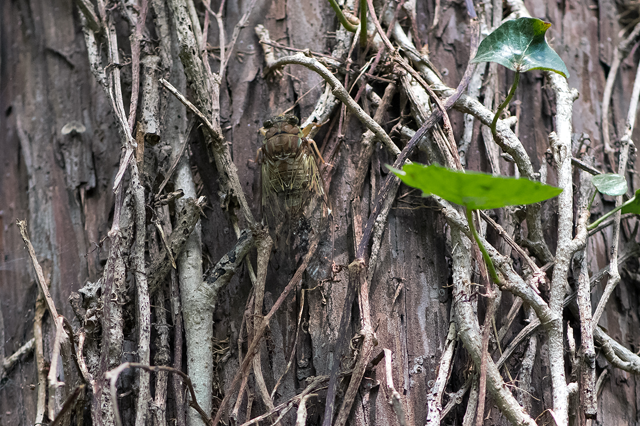 f:id:xjmarin:20210822175516j:plain