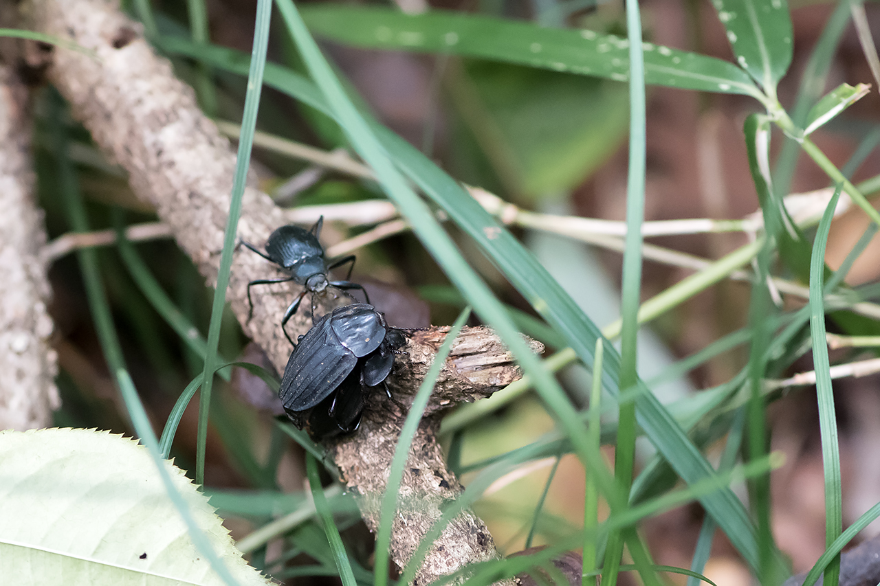 f:id:xjmarin:20210822180441j:plain