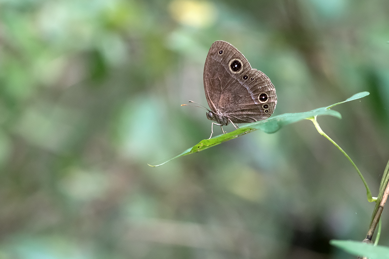 f:id:xjmarin:20210822180807j:plain